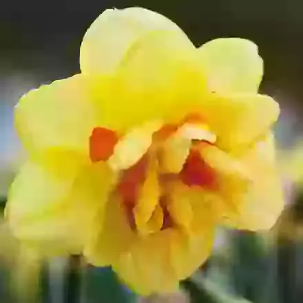Tahiti